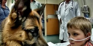 Pre operacije, dečak je jako zagrlio svog psa, ali neočekivano ponašanje ljubimca iznenadilo je sve lekare. - featured image