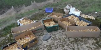 Tokom šetnje kroz šumu primetio sam čudne žute kuglice koje su ličile na pečurke — ono što su zapravo bile me je iznenadilo. - featured image