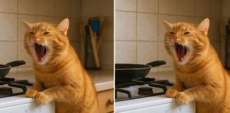 Mačka se čudno ponašala celu veče — i uskoro sam shvatila zašto nije odlazila od šporeta. - featured image