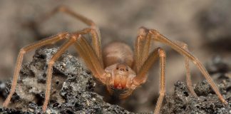 Porodica živela sa preko 2.000 paukova: 5 godina rizikovali sa otrovnim insektima, kako se prepoznaje ujed? - featured image