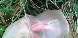 Neobičan nalaz u dvorištu koji je izgledao čudno i širio neprijatan miris — ostavio je snažan utisak na mene. - featured image