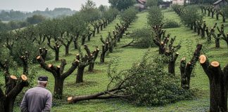 Komšija mu je iz zavisti posekao ceo voćnjak tokom noći: Ujutru je na svom pragu zatekao gajbu punu voća i poruku koja ga je postidela do suza. - featured image