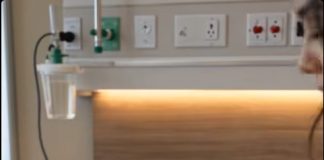 Bolesni šejh je nastavio da otpušta medicinske sestre koje su trebale da brinu o njegovom zdravlju, sve dok jednog dana jednostavna mlada žena nije ušla u njegovu bolničku sobu i uradila nešto što ga je ostavilo bez teksta prvi put nakon veoma dugo vremena. 😱 😱 - featured image