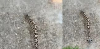 Ujutru sam u dvorištu primetila nešto i pomislila da je samo igračka, ali se stvarnost pokazala mnogo strašnijom. - featured image