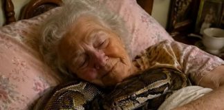 😨 Jedna 75-godišnja žena držala je tri godine u svojoj kući divovskog pitona, sve dok jednog dana zmija nije počela svake noći puzati u njezin krevet i omotavati se oko njezinog tijela. Starica je vjerovala da je to znak privrženosti, no kada je njezina kći, koja je bila veterinarka, došla u posjet i vidjela ponašanje zmije, prestravila se i odmah zamolila majku da više ne spava pokraj nje. - featured image