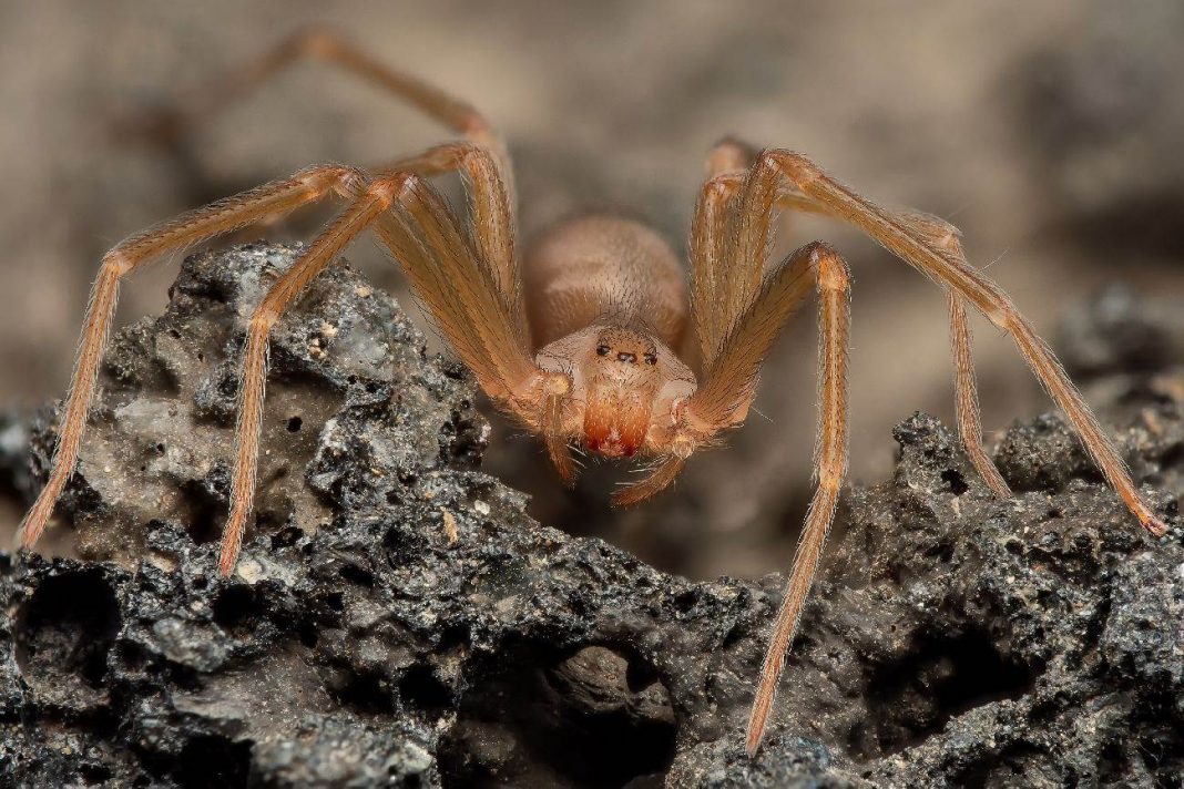 Porodica živela sa preko 2.000 paukova: 5 godina rizikovali sa otrovnim insektima, kako se prepoznaje ujed? - featured image
