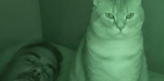 Nisam razumela zašto nas mačka svake noći posmatra mene i mog muža dok spavamo. - featured image