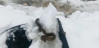 Viđena zmija u snijegu, narodno vjerovanje kaže da je to ZNAK - featured image