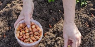Kada sadim luk, UVlJEK SE PRlDRŽAVAM 0V0G SAVJETA M0G DEDE: Godinama imam takav rod da mu se i komšije dive! - featured image