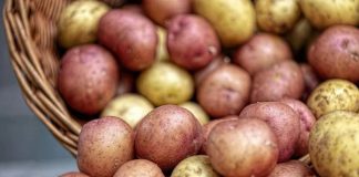 Ovaj stari trik naših baka garantuje rekordni prinos luka i krompira – bez ijedne kapi hemije! - featured image