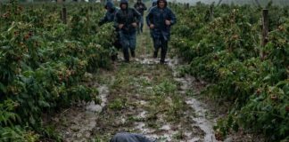 Išao sam da berem maline da skupim novac za majčinu operaciju – a tog dana sam skoro ostao bez svega - featured image