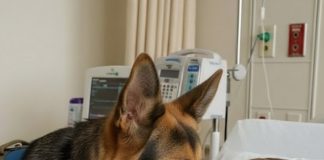 Ljekari nisu predviđali nikakvo poboljšanje i nisu vidjeli ni najmanju zraku nade… sve do dana kada je neočekivano donesena odluka da se psu dozvoli ulazak u bolničku sobu. 🐾✨ - featured image