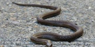 Evo čega se zmije najviše plaše: Ovo stavite u dvorište na proljeće i zaštitite kuću - featured image