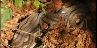 Beže kao lude od ovog mirisa: Jedna sitnica u dvorištu zauvek tera zmije od kuće - featured image