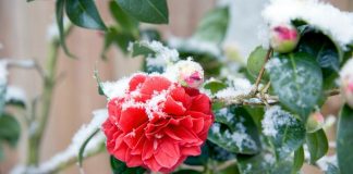 Mraz i snijeg će ponovo okovati Srbiju i to tačno ovog datuma u martu! Temperature od minus 2, čeka nas vremenski haos! - featured image