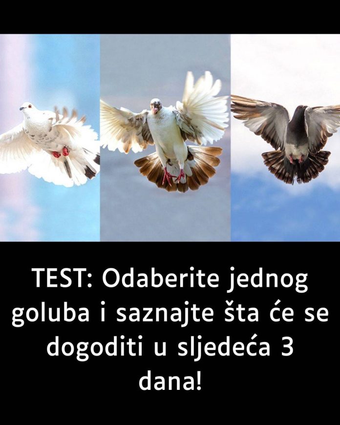 TEST: Odaberite jednog goluba isaznajte šta će se dogoditi u sljedeća 3 dana! - featured image TEST: Odaberite jednog goluba isaznajte šta će se dogoditi u sljedeća 3 dana! - featured image