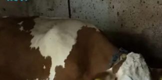 Čudo koje je zaledilo Srbiju: “Ovo se nikada nije desilo….” Krava koja je oborila sve rekorde - featured image