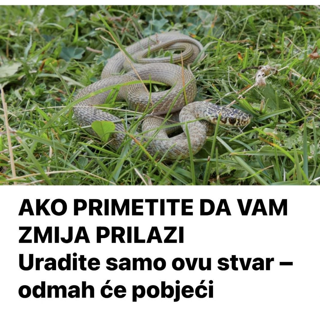 AKO PRIMETITE DA VAM ZMIJA PRILAZI Uradite samo ovu stvar – odmah će pobjeći - featured image